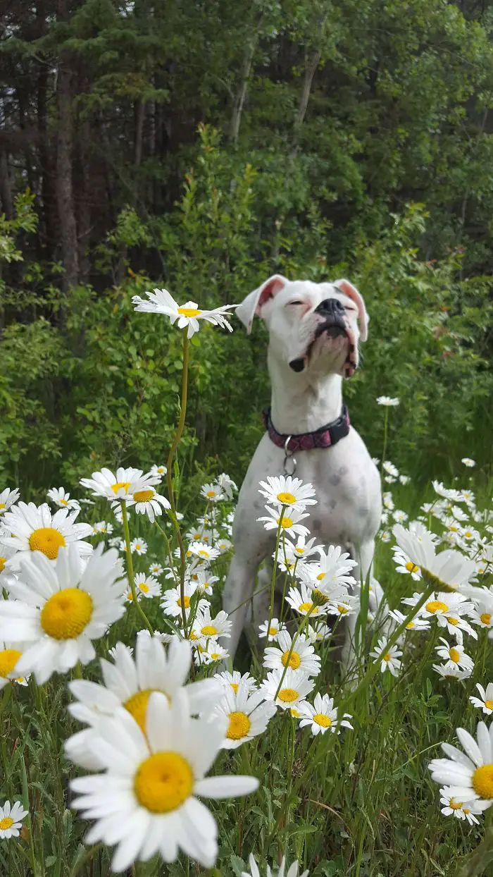 A Boxer Dog sitting in the grass with daisy flowers while smelling the air