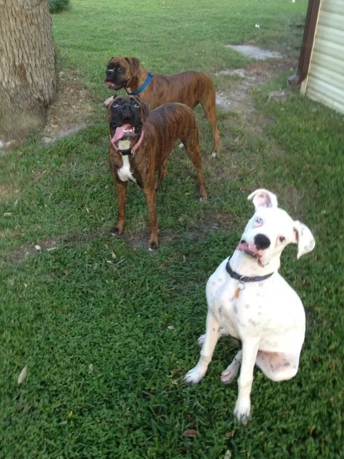 three Boxer Dog in the backyard with their funny goofy faces