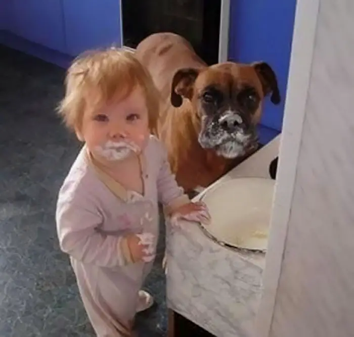 A Boxer Dog and kid with smudged cake in their mouths while standing in front of the table with an empty plate