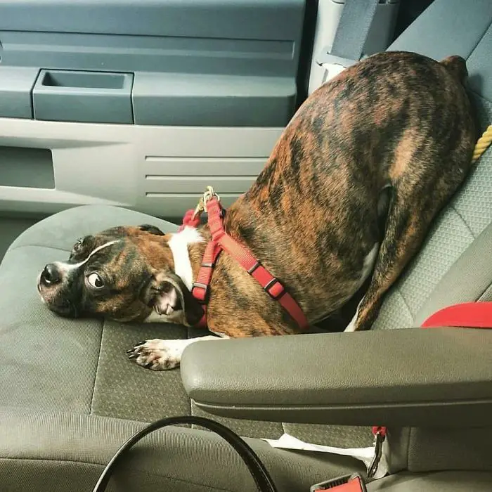 A Boxer Dog in the passenger seat with its butt leaning on the back and its upper body on the seat