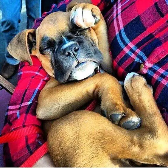 Boxer sleeping on its owners arms