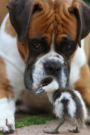 Boxer dog looking at a duckling on the ground
