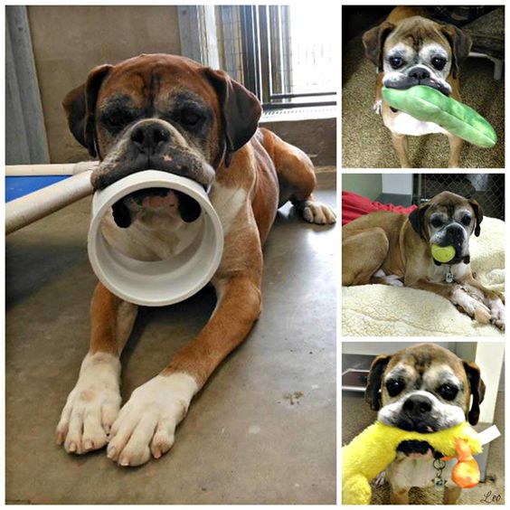 Boxer dog collage photo with different toy in their mouth