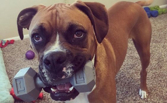 Boxer dog carrying a dumbbell with its mouth