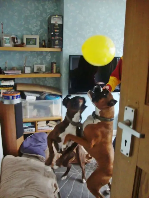 Boxer jumping towards the yellow balloon