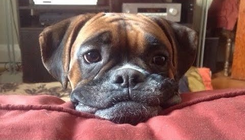 Boxer dog with its begging face on the pillow