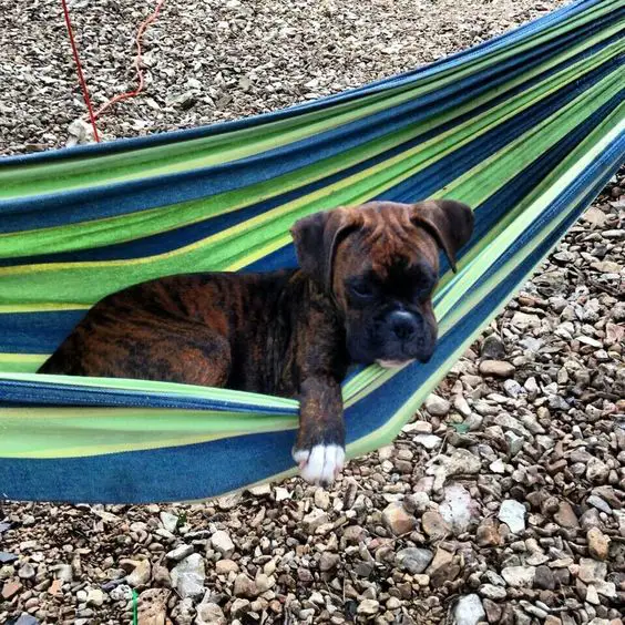 Boxer puppy in the hammocks