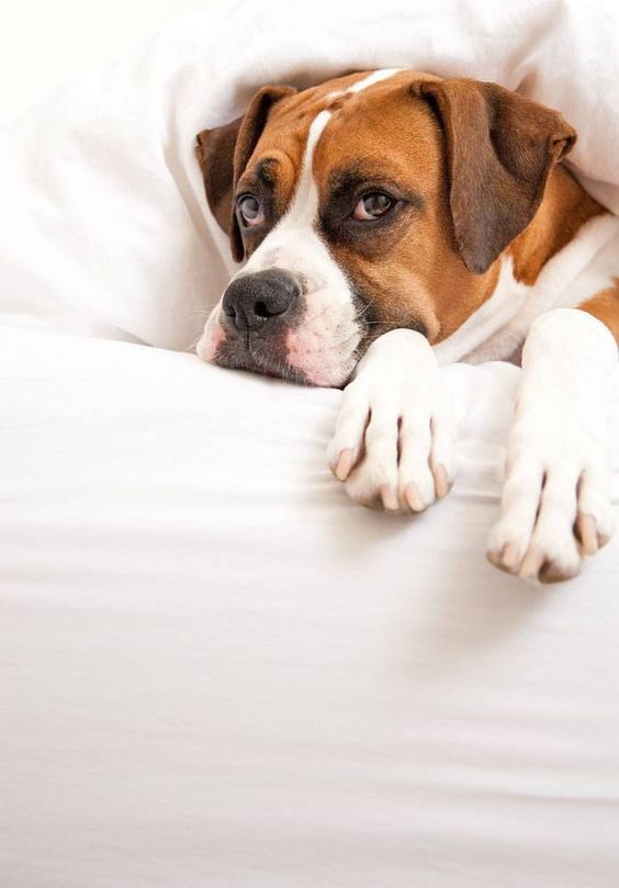 Boxer dog in the bed covered in blanket