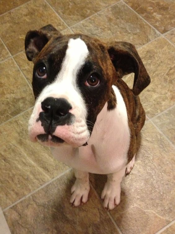 Boxer dog sitting on the floor with its begging face