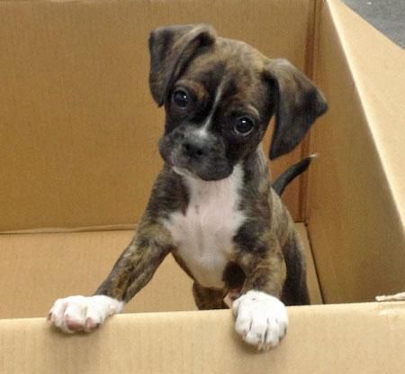 boxer puppy inside the box