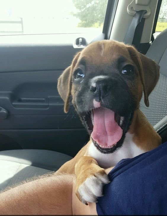 excited Boxer puppy with its mouth wide open beside its owner