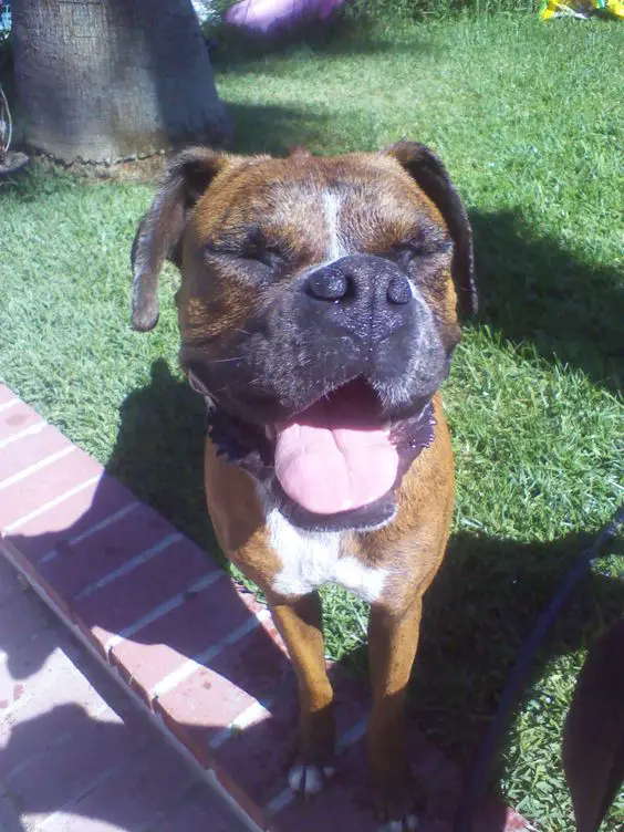 Boxer sunbathing with its mouth open