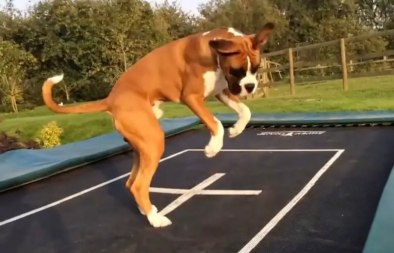 Boxer dog jumping on a Trampoline