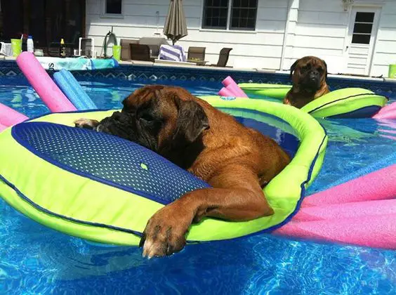 Boxer sleeping on floaties in the pool
