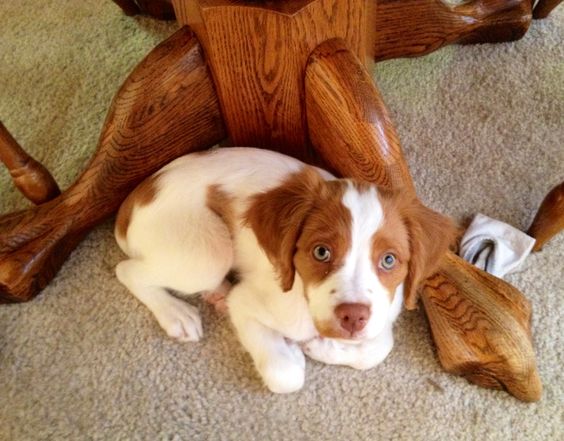 brittany spaniel stuffed animal