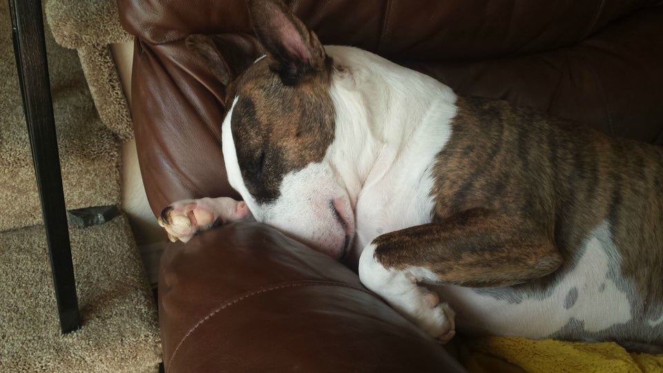 Bull Terrier sleeping on the couch with its forehead pressed on the arms of the couch