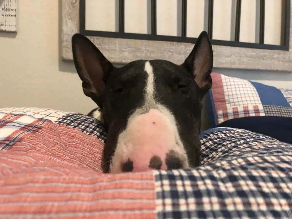 close up face of a Bull Terrier sleeping on the bed