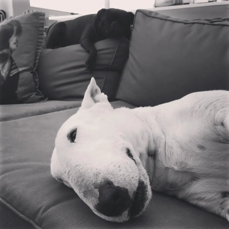 black and white photo of a sleepy Bull Terrier on the couch