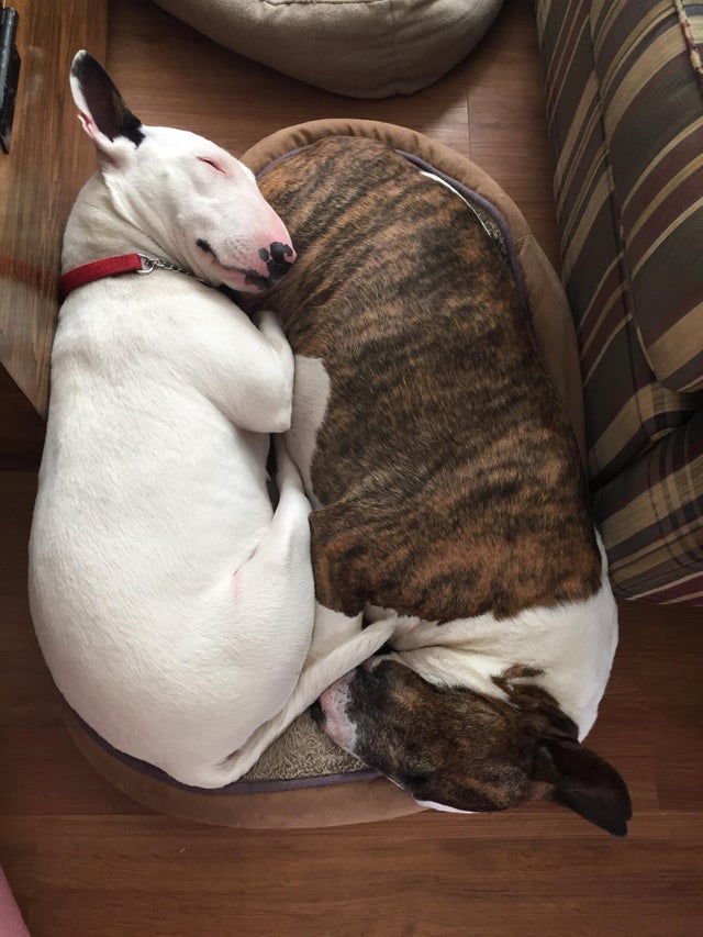 two Bull Terriers lying on their side in opposite direction while sleeping