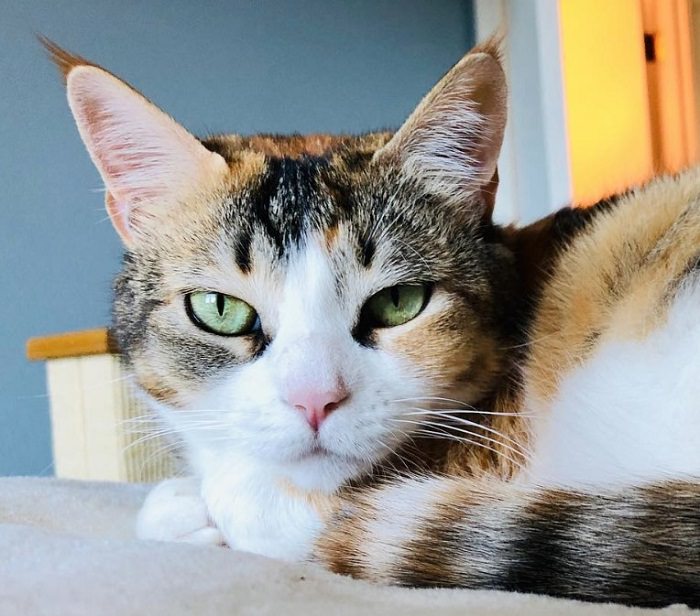 60 Unusual Calico Cat  Names  The Paws