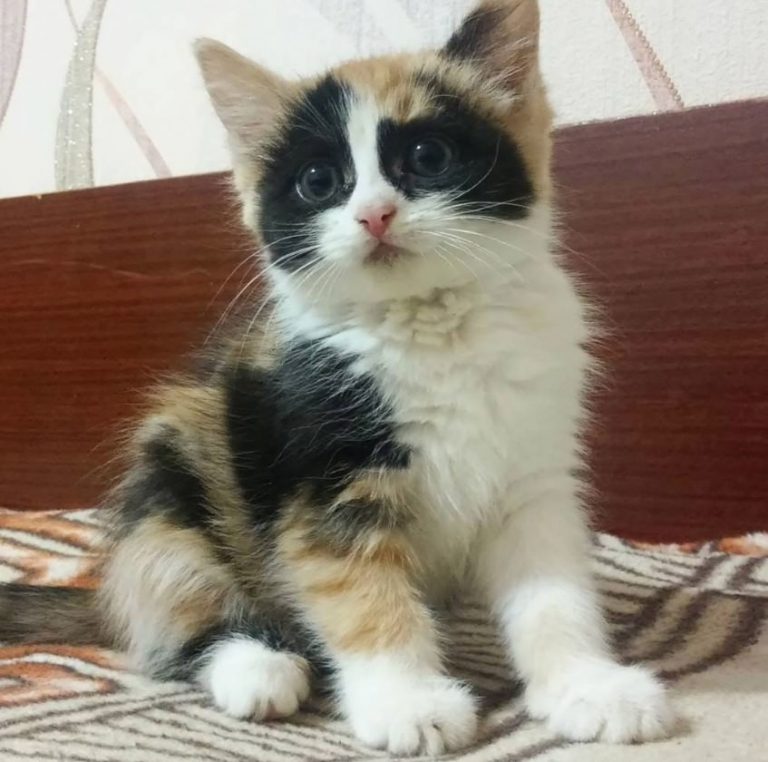 calico kittens peek a boo i see you calico kittens peek a boo i see you