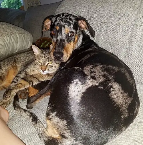 Catahoula Leopard Dog lying on the couch beside a cat