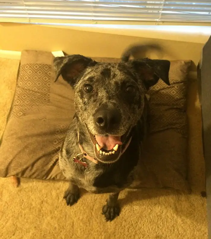 Catahoula Leopard Dog sitting on its bed while looking up smiling
