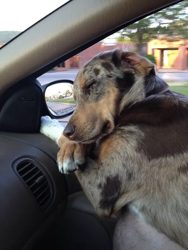 Catahoula Leopard Dog sleeping in the passenger seat by the window
