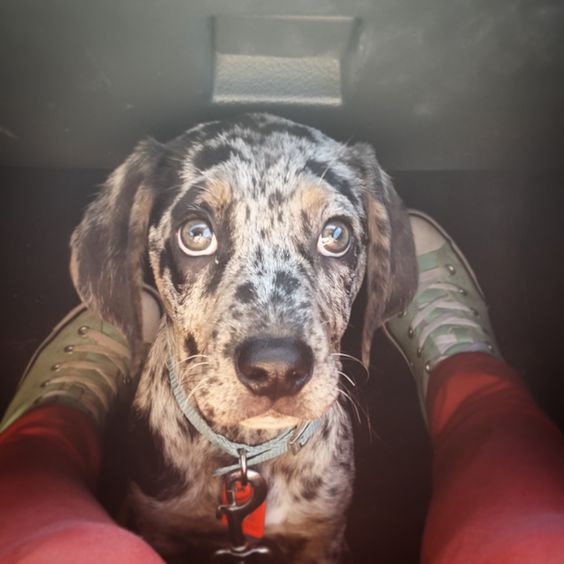 Catahoula Leopard puppy sitting on the floor inside car in between the legs of a girl while looking up with its adorable eyes