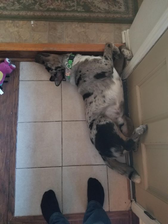 Catahoula Leopard lying on the floor sleeping