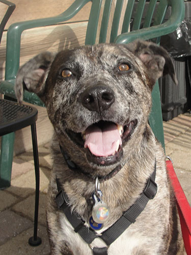 smiling Catahoula Leopard dog sitting on the pavement under the sunlight