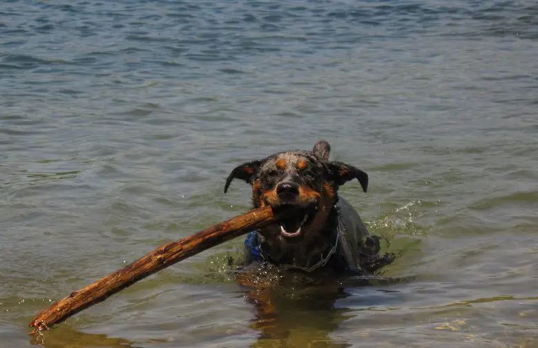 Catahoula Leopard Dog fetching a stick from the ocean