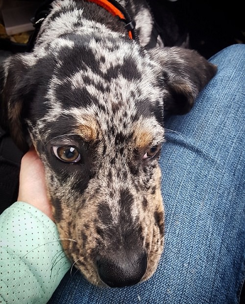 face of Catahoula Leopard Dog on top of a woman's hand