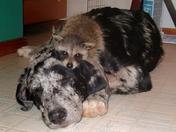 Catahoula Leopard Dog sleeping on the floor with a racoon on top of him