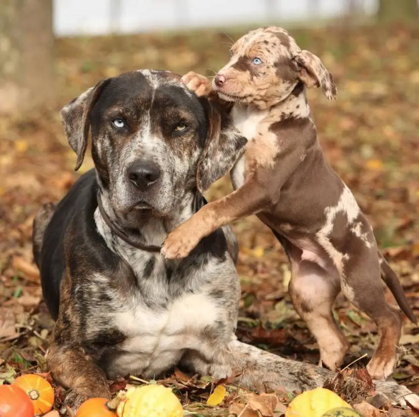 Catahoula Leopard Dog lying on the ground while a Catahoula Leopard puppy is standing up leaning against her