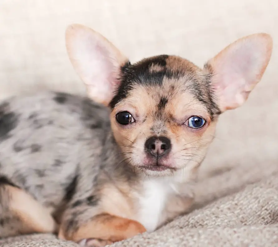 40 Cute Female Chihuahua Dog Names The Paws