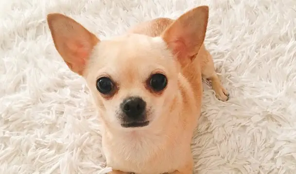 50 Male Chihuahua Dog Names The Paws