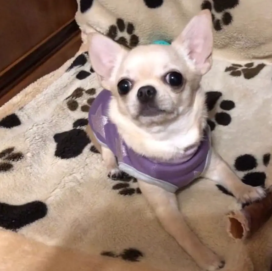 225 Female Chihuahua Dog Names The Paws