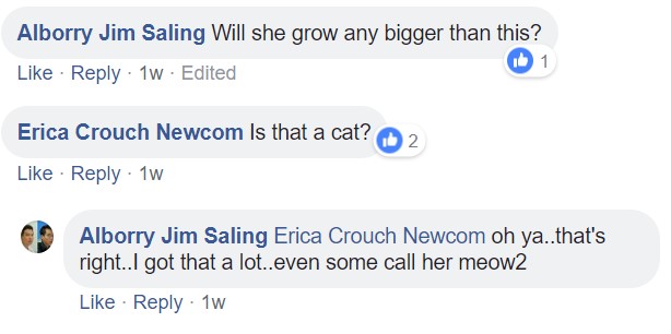 commenters saying - Will she grow any bigger than this? is that a cat?
