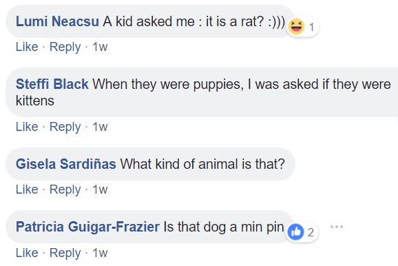 commenters saying - A kid asked me: Is that a rat?, when they were puppies, I was asked if they were kittens, what kind of animal is that?, is that a dog a min pin