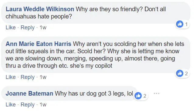 commenters saying - Why are they so friendly? Don't all Chihuahuas hate people? Why has your dog got three legs?