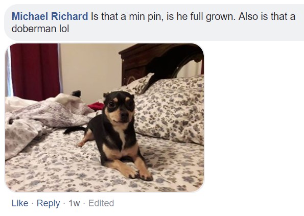 A commenter saying - Is that a min pin, is he full grown. Also is that a doberman lol and a photo of a Chihuahua lying on the bed