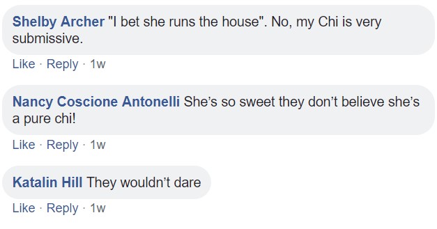 commenters saying - I bet she runs the house, she's so sweet they don't believe she's a pure chi.