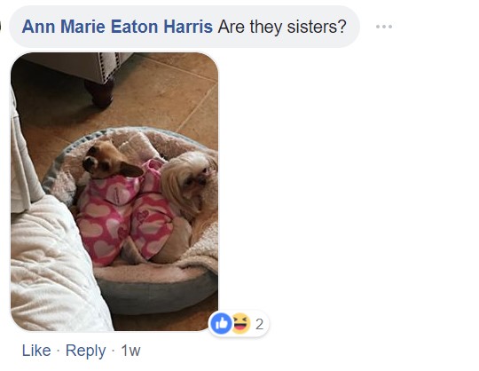 A commenter saying - Are they sisters? and a photo of a Chihuahua lying on the bed next to another dog breed