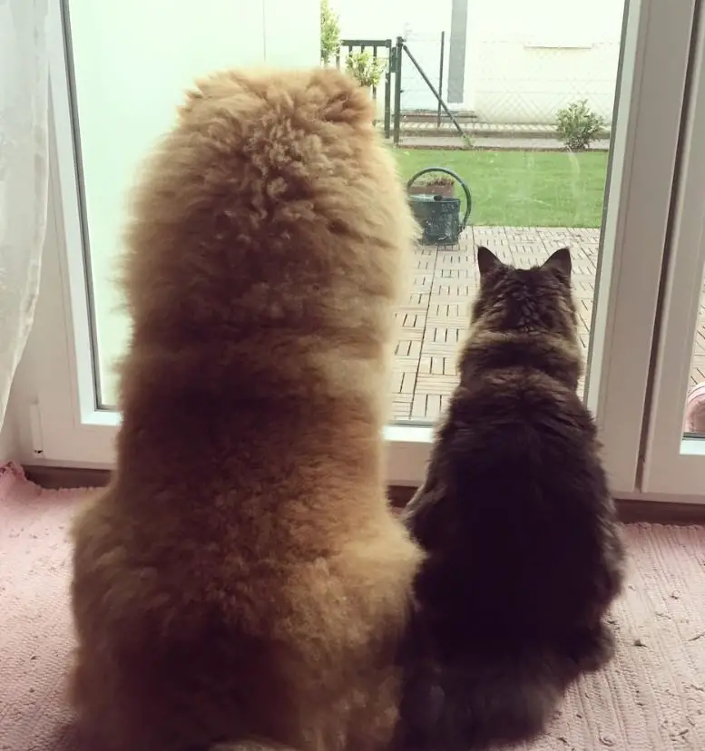 Chow Chow sitting in front of the glass door with a cat