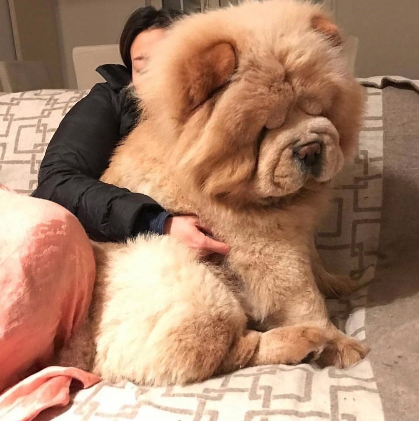 chow chow names chinese