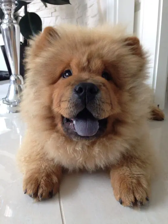 Chow Chow lying on the floor with its tongue sticking out