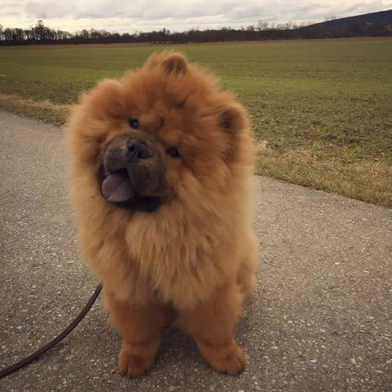 Chow Chow taking a walk on the road while tilting its head and sticking its tongue out