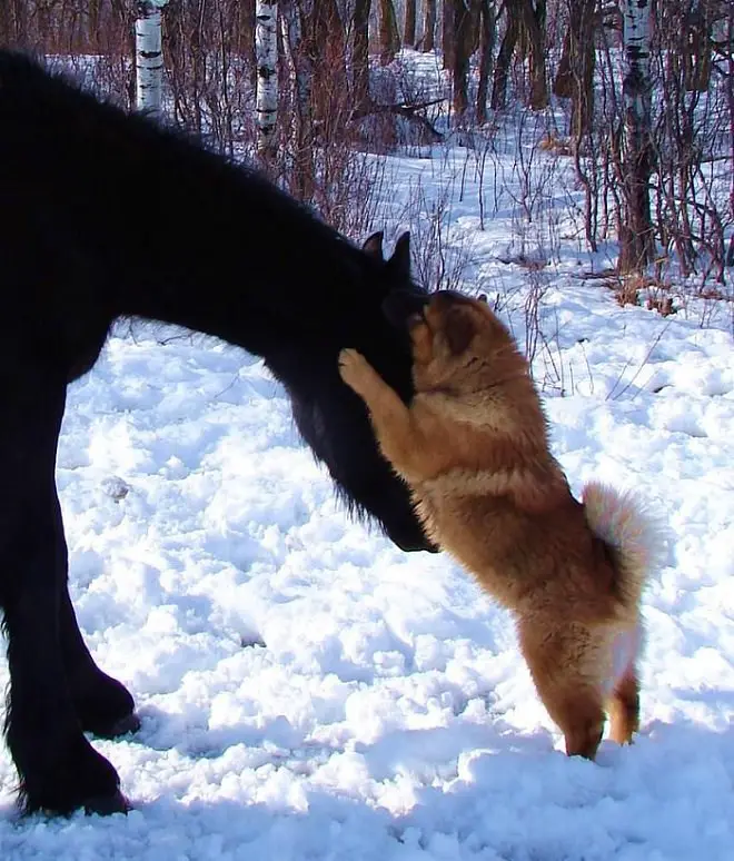 a Chow Chow sniffing a horse's ears outdoors in snow
