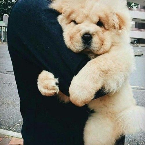 man carrying a Chow Chow